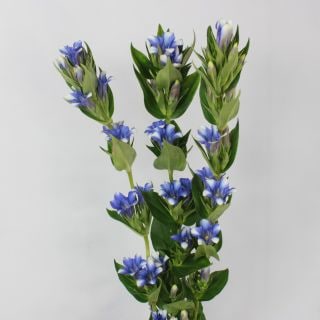 △リンドウ　１０本　国産（規格：８０ｃｍサイズ）青　ブルーハーモニー　※まとめ割　対象商品※|その他の花|まとめ割　対象商品（5〜9束で5％引き・10〜19束で10％引き・20束以上で20％引き）