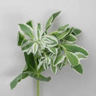 △☆最終セール☆葉物・ハツユキソウ　国産（規格：Ｂサイズ）・５本初雪草(少々曲がり)　※まとめ割　対象商品※|小花・葉物各種|まとめ割　対象商品（5〜9束で5％引き・10〜19束で10％引き・20束以