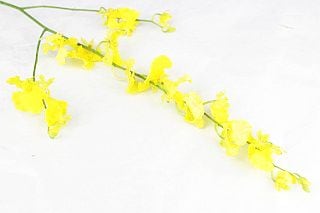 △☆最終セール☆オンシジューム　５本　台湾産（規格：２Ｌサイズ）黄色　太陽の子　※まとめ割　対象商品※|ユリ・ラン各種|まとめ割　対象商品（5〜9束で5％引き・10〜19束で10％引き・20束以上で2