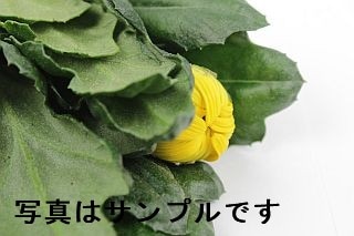 △一輪菊　１０本　国産（規格：Ｓ良サイズ）黄色　精の光彩　※まとめ割　対象商品※|菊類各種|まとめ割　対象商品（5〜9束で5％引き・10〜19束で10％引き・20束以上で20％引き）