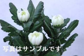 △一輪菊　１０本　国産（規格：良サイズ）白　精の一世　※まとめ割　対象商品※|菊類各種|まとめ割　対象商品（5〜9束で5％引き・10〜19束で10％引き・20束以上で20％引き）