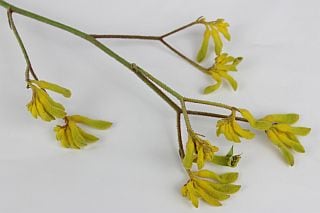 △ネイティブフラワー　５本　ジンバブエ産（規格：９０ｃｍサイズ）黄色　カンガルーポー・イエロー　※まとめ割　対象商品※|ネイティブフラワー・枝物各種|まとめ割　対象商品（5〜9束で5％引き・10〜19