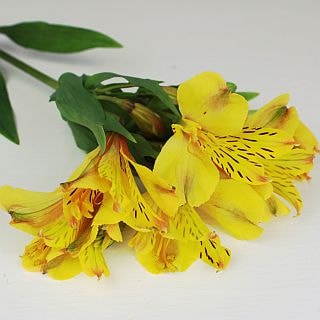 ◇アルストロメリア　１０本　国産（規格：８０ｃｍ秀サイズ）黄色　モネ　※まとめ割　対象商品※|オールシーズン|まとめ割　対象商品（5〜9束で5％引き・10〜19束で10％引き・20束以上で20％引き）