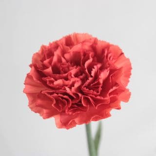 ◇☆お値下げしました☆カーネーション・輪　１０本　コロンビア産（規格：６０ｃｍサイズ）オレンジ　アルノ　※まとめ割　対象商品※