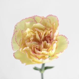 ◇☆お値下げしました☆カーネーション・輪　１０本　コロンビア産（規格：６０ｃｍサイズ）黄色×ピンク　フィエスタコマチ　※まとめ割　対象商品※|オールシーズン|まとめ割　対象商品（5〜9束で5％引き・1