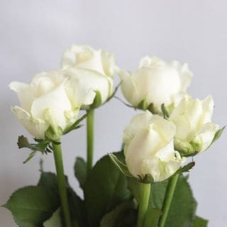 ◇バラ　1０本　国産（規格：４０ｃｍ秀サイズ）白　アバランチェ＋|バラ(花束加工も可能)