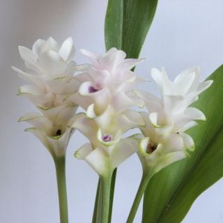 ◇クルクマ　１０本　国産（規格：２Ｌ秀サイズ）白　プーディンプリンセス　※まとめ割　対象商品※|その他の花|まとめ割　対象商品（5〜9束で5％引き・10〜19束で10％引き・20束以上で20％引き）