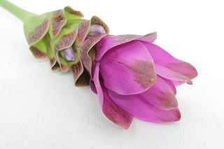 ◇クルクマ　１０本　国産（規格：Ｌ秀サイズ）ピンク　プーディンレッド　※まとめ割　対象商品※|その他の花|まとめ割　対象商品（5〜9束で5％引き・10〜19束で10％引き・20束以上で20％引き）