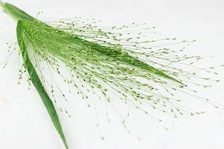 ◇☆最終セール☆葉物・スモークグラス　約２５本　国産（規格：４０ｃｍ秀サイズ）緑　　※まとめ割　対象商品※|小花・葉物各種|まとめ割　対象商品（5〜9束で5％引き・10〜19束で10％引き・20束以上