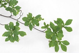 ◇☆最終セール☆枝物・ドウダンツツジ　１本　国産　緑　　※まとめ割　対象商品※|ネイティブフラワー・枝物各種|まとめ割　対象商品（5〜9束で5％引き・10〜19束で10％引き・20束以上で20％引き）