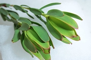 ◇☆お値下げしました☆ネイティブフラワー　１０本　オーストラリア産（規格：５０ｃｍサイズ）緑　リューカデンドロン・サマーグリーン　※まとめ割　対象商品※|ネイティブフラワー・枝物各種|まとめ割　対象商