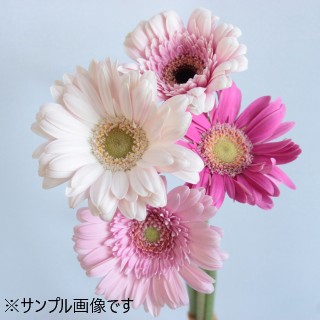 ○ガーベラ　約１０本　国産（規格：秀Ｌサイズ）　ピンク系おまかせ　※まとめ割　対象商品※