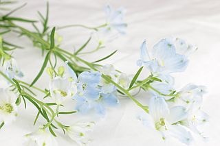 ○デルフィニューム　１０本　国産（規格：５０ｃｍサイズ）水色　スーパーシフォンブルー　※まとめ割　対象商品※|オールシーズン|まとめ割　対象商品（5〜9束で5％引き・10〜19束で10％引き・20束以