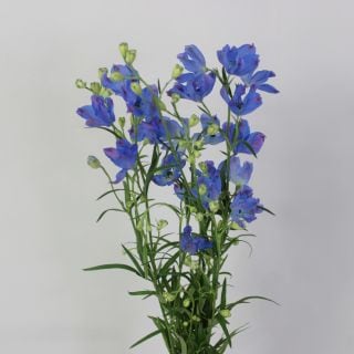 ○デルフィニューム　１０本　国産（規格：６０ｃｍサイズ）青　スーパーグランブルー　※まとめ割　対象商品※|オールシーズン|まとめ割　対象商品（5〜9束で5％引き・10〜19束で10％引き・20束以上で