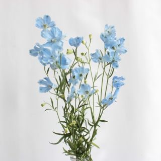 ○デルフィニューム　５本（規格：５０ｃｍサイズ）水色　ブレッツァライトブルーＳＰ　※まとめ割　対象商品※|オールシーズン|まとめ割　対象商品（5〜9束で5％引き・10〜19束で10％引き・20束以上で