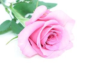 ○バラ　１０本　国産（規格：６０ｃｍサイズ）ピンク　ロシアンピーチ|バラ(花束加工も可能)