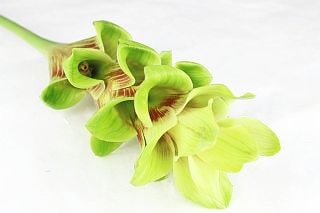 ○☆最終セール☆クルクマ　５本　国産（規格：秀Ｍサイズ）緑　Ｅ．チョコゼブラ　※まとめ割　対象商品※