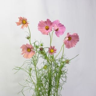 ○コスモス　１０本　国産（規格：８０ｃｍ秀サイズ）ピンク　オレンジキャンパス　※まとめ割　対象商品※