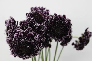 ○スカビオサ　５０本（規格：４０ｃｍ秀サイズ）紫　銀河　※まとめ割　対象商品※|その他の花|まとめ割　対象商品（5〜9束で5％引き・10〜19束で10％引き・20束以上で20％引き）