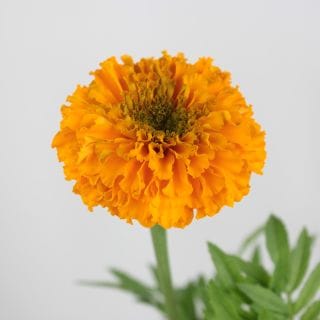 ○マリーゴールド　１０本　国産（規格：４０ｃｍ秀サイズ）オレンジ　メガオレンジ　※まとめ割　対象商品※|その他の花|まとめ割　対象商品（5〜9束で5％引き・10〜19束で10％引き・20束以上で20％