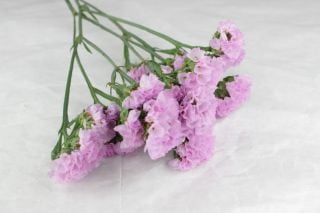 ○小花・スターチス　１０本（規格：４０ｃｍ秀サイズ）ピンク　ピンク　※まとめ割　対象商品※|小花・葉物各種|まとめ割　対象商品（5〜9束で5％引き・10〜19束で10％引き・20束以上で20％引き）