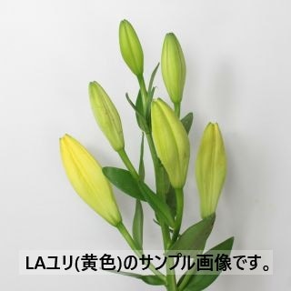 ○☆最終セール☆ユリＬＡ　１０本　国産黄色　ヒノー　※まとめ割　対象商品※|ユリ・ラン各種|まとめ割　対象商品（5〜9束で5％引き・10〜19束で10％引き・20束以上で20％引き）