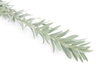 ○☆最終セール☆枝物・アカシア　１０本　国産（規格：５０ｃｍ秀サイズ）緑　ブルーブッシュ　※まとめ割　対象商品※
