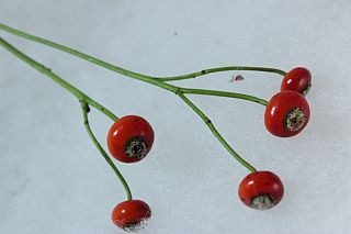 ○枝物・ローズヒップ　１０本　国産（規格：３０ｃｍ秀サイズ）赤　アメイジングファンタジー　※まとめ割　対象商品※|ネイティブフラワー・枝物各種|まとめ割　対象商品（5〜9束で5％引き・10〜19束で1