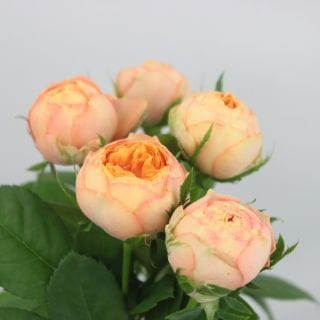 ○☆最終セール☆☆セレクト品☆バラ　約１０本　国産（規格：秀３０ｃｍサイズ）　ベビーロマンティカ|☆先行販売・セレクト品☆(まとめ割対象外)　