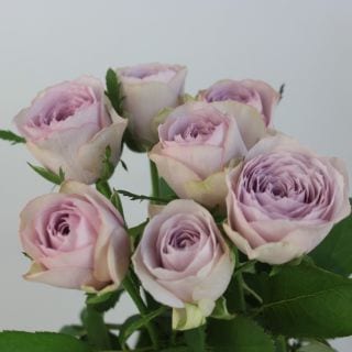 ○☆お値下げしました☆☆セレクト品☆バラ　約１０本　国産（規格：秀４０ｃｍサイズ）　ライラッククラシック|☆先行販売・セレクト品☆(まとめ割対象外)　