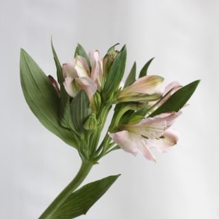 ○アルストロメリア　１０本　ケニア産（規格：６０ｃｍサイズ）ピンク　シアトル　※まとめ割　対象商品※|オールシーズン|まとめ割　対象商品（5〜9束で5％引き・10〜19束で10％引き・20束以上で20