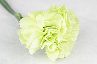 ○カーネーション　１０本　国産（規格：７０ｃｍ秀サイズ）緑　そよかぜ　※まとめ割　対象商品※|オールシーズン|まとめ割　対象商品（5〜9束で5％引き・10〜19束で10％引き・20束以上で20％引き）