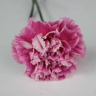 ○☆最終セール☆カーネーション　１０本（規格：秀６５ｃｍサイズ）　ソフィアローズ　※まとめ割　対象商品※|オールシーズン|まとめ割　対象商品（5〜9束で5％引き・10〜19束で10％引き・20束以上で