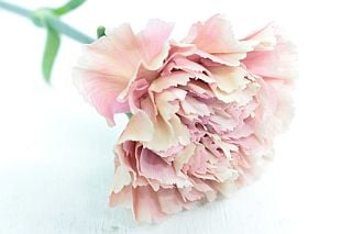 ○カーネーション　約２５本　国産（規格：４０ｃｍ秀サイズ）　オルゴール　※まとめ割　対象商品※|オールシーズン|まとめ割　対象商品（5〜9束で5％引き・10〜19束で10％引き・20束以上で20％引き