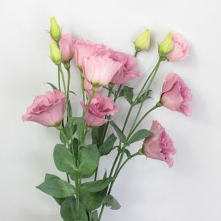 ○☆最終セール☆トルコキキョウ　５本　国産（規格：８０ｃｍサイズ）コレゾローサ　※まとめ割　対象商品※|オールシーズン|まとめ割　対象商品（5〜9束で5％引き・10〜19束で10％引き・20束以上で2