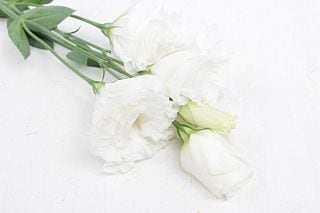 ○トルコキキョウ・八重　１０本　国産（規格：優７５ｃｍサイズ）白　セレブクリスタル　※まとめ割　対象商品※|オールシーズン|まとめ割　対象商品（5〜9束で5％引き・10〜19束で10％引き・20束以上