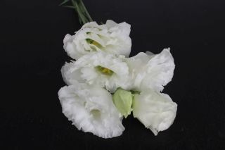 ○☆最終セール☆トルコキキョウ・八重　１０本　国産（規格：良４０ｃｍ〜５０ｃｍサイズ）白　リオホワイト　※まとめ割　対象商品※