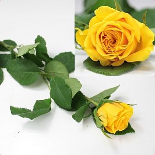 ○バラ　１０本　ケニア産（規格：６０ｃｍサイズ）黄色　オティス|バラ(花束加工も可能)