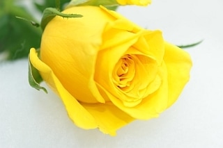 ○☆最終セール☆バラ　約１０本　ケニア産（規格：６０ｃｍサイズ）黄色　ムーンウォーク|バラ(花束加工も可能)