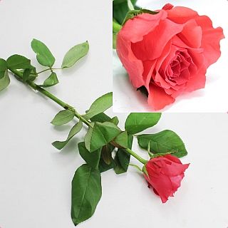 ○☆最終セール☆バラ　約５０本　インド産（規格：５０ｃｍサイズ）オレンジ　ロックスター※同じ値段のバラ2束（100本）で3980円※|100本3980円コーナー|バラ(花束加工も可能)