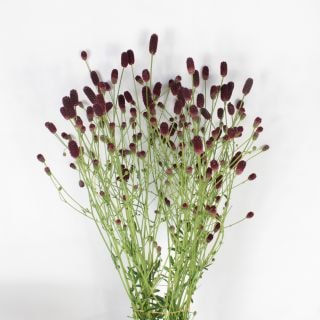 ○ワレモコウ　１０本　国産（規格：優９０ｃｍサイズ）　会津乙女　※まとめ割　対象商品※|その他の花|まとめ割　対象商品（5〜9束で5％引き・10〜19束で10％引き・20束以上で20％引き）