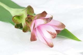 ○☆お値下げしました☆クルクマ　５本　国産（規格：６０ｃｍ秀サイズ）　オールドローズ　※まとめ割　対象商品※|その他の花|まとめ割　対象商品（5〜9束で5％引き・10〜19束で10％引き・20束以上で