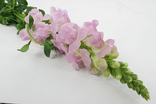 ○スナップ　１０本　国産（規格：４５ｃｍ秀サイズ）　ピンク系おまかせ　※まとめ割　対象商品※|その他の花|まとめ割　対象商品（5〜9束で5％引き・10〜19束で10％引き・20束以上で20％引き）