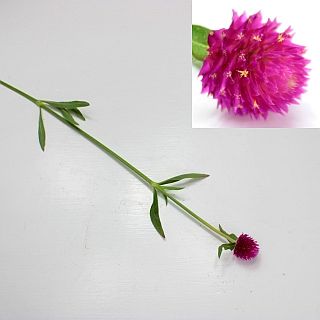 ○センニチコウ　１０本　国産（規格：４５ｃｍ秀サイズ）　クィズカーマイン　※まとめ割　対象商品※|その他の花|まとめ割　対象商品（5〜9束で5％引き・10〜19束で10％引き・20束以上で20％引き）