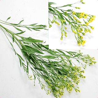 ○☆最終セール☆ソリダスター　１０本　国産（規格：秀Ｌサイズ）黄色　ゴールドエンゼル　※まとめ割　対象商品※|その他の花|まとめ割　対象商品（5〜9束で5％引き・10〜19束で10％引き・20束以上で