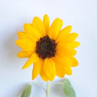 ○☆最終セール☆ヒマワリ　１０本　国産（規格：秀Ｓサイズ）オレンジ　ビンセントネーブル(花径6〜7cm・葉なし)　※まとめ割　対象商品※|その他の花|まとめ割　対象商品（5〜9束で5％引き・10〜19