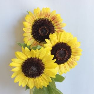 ○☆最終セール☆ヒマワリ　１０本　国産（規格：秀Ｍサイズ）　サンリッチライチ(花径4〜6cm)　※まとめ割　対象商品※|その他の花|まとめ割　対象商品（5〜9束で5％引き・10〜19束で10％引き・2