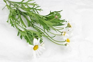 ○マーガレット　１０本　国産（規格：秀サイズ）白　伊浜ホワイト　※まとめ割　対象商品※|その他の花|まとめ割　対象商品（5〜9束で5％引き・10〜19束で10％引き・20束以上で20％引き）