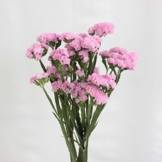 ○☆最終セール☆小花・スターチス　１０本　国産（規格：４０ｃｍ秀サイズ）ピンク　マリーナピンク　※まとめ割　対象商品※|小花・葉物各種|まとめ割　対象商品（5〜9束で5％引き・10〜19束で10％引き