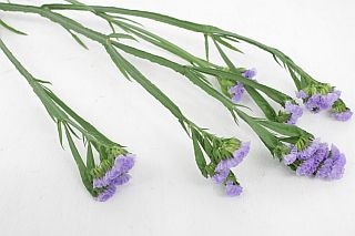 ○小花・スターチス　１０本　国産（規格：４０ｃｍ秀サイズ）　ジェットブルー　※まとめ割　対象商品※|小花・葉物各種|まとめ割　対象商品（5〜9束で5％引き・10〜19束で10％引き・20束以上で20％